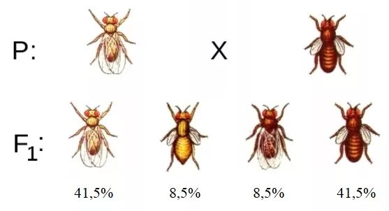 Скрещивание дрозофил. Моногибридное скрещивание мушек дрозофил. Скрещивая мушку дрозофилы. Дигибридное скрещивание дрозофил. При скрещивании 2 мух дрозофил