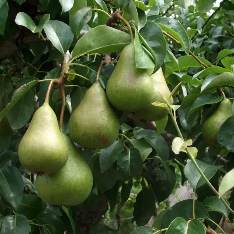 Груша обыкновенная (Pyrus communis). Груша сорт осенняя Яковлева. Груша осенняя Яковлева дерево. Груша памяти Яковлева.