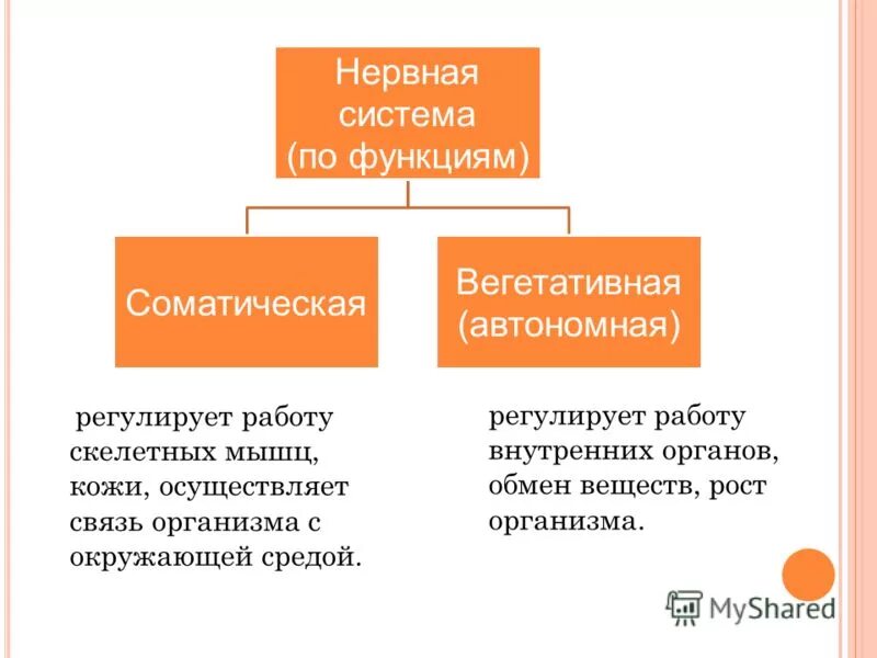 Функции вегетативной нервной системы. Функции отделов нервной системы. Функции соматической нервной системы. Функции соматической и вегетативной нервной системы.