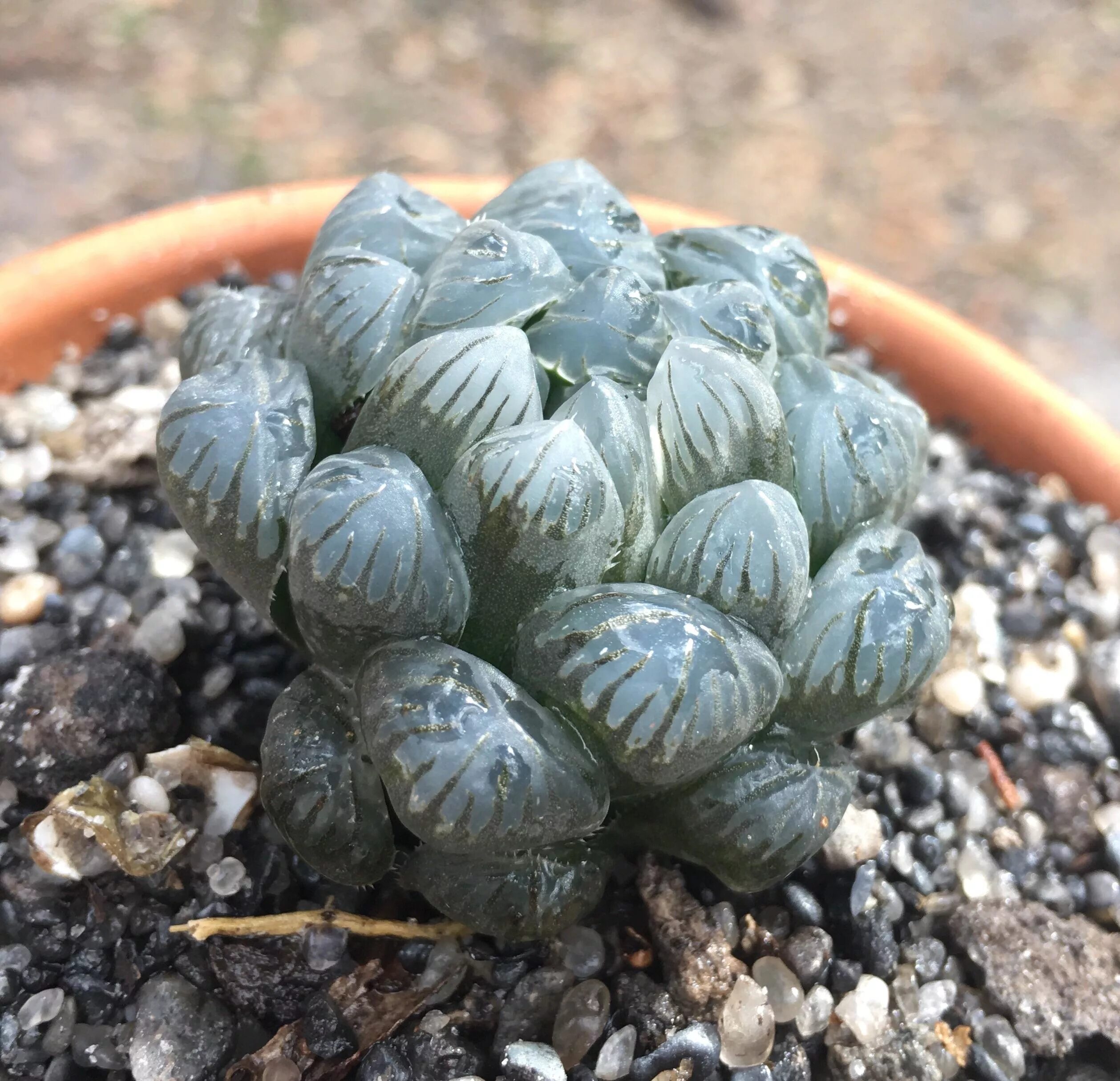 Хавортия обтуза. Хавортия обтуза haworthia obtusa. Хавортия obtusa. Хавортия маугани. Эхеверия хавортия.