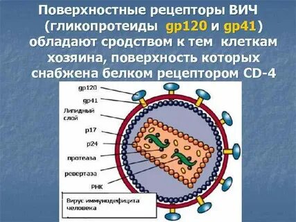 Антигены вич