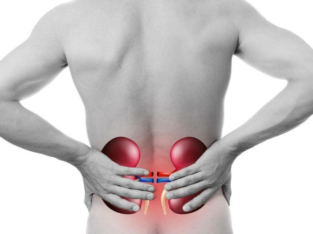 Показать где находятся почки. Боли в поясничной области. боль в пояснчная области. поясница почки.