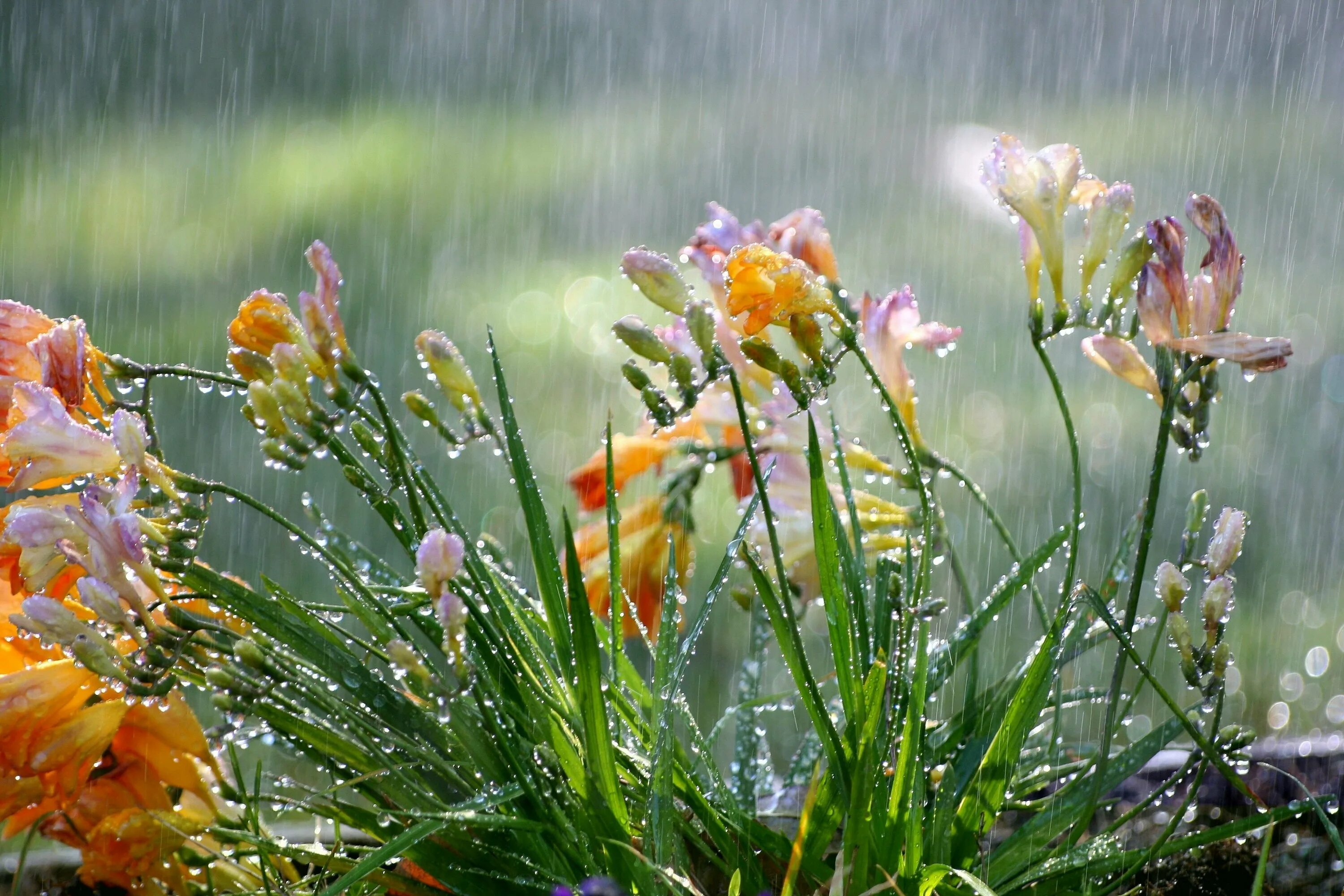 Как растения радуются дождю. Цветы дождя. Летний дождь.