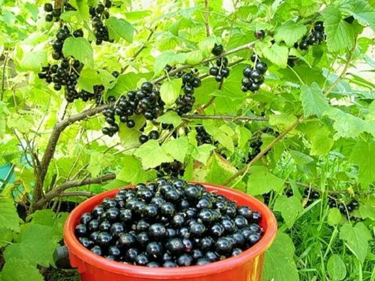 Кусты со смородиной