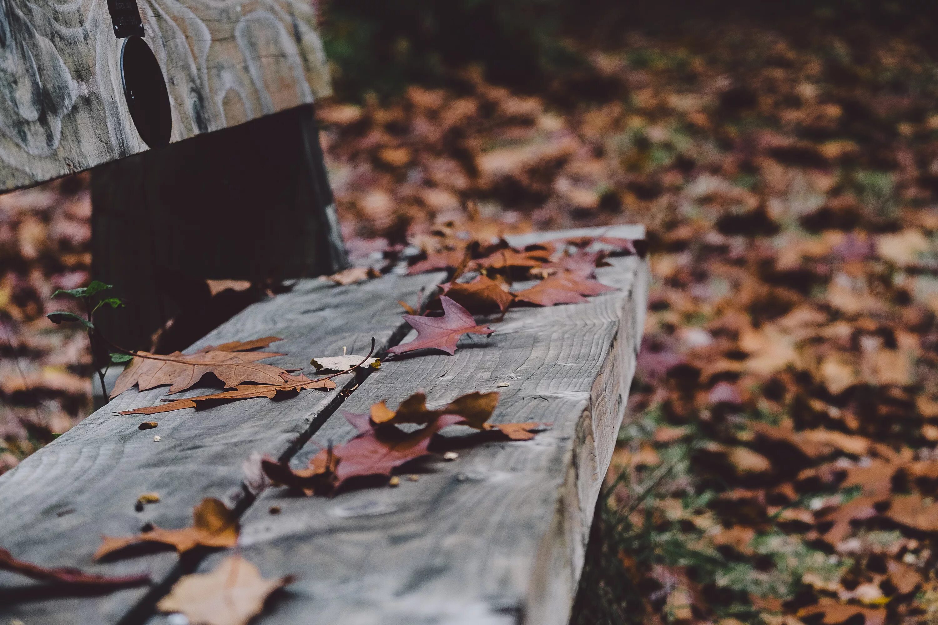 Книга падают листья. Грустная осень. Осенняя печаль. Депрессивная осень. Осеннее настроение.