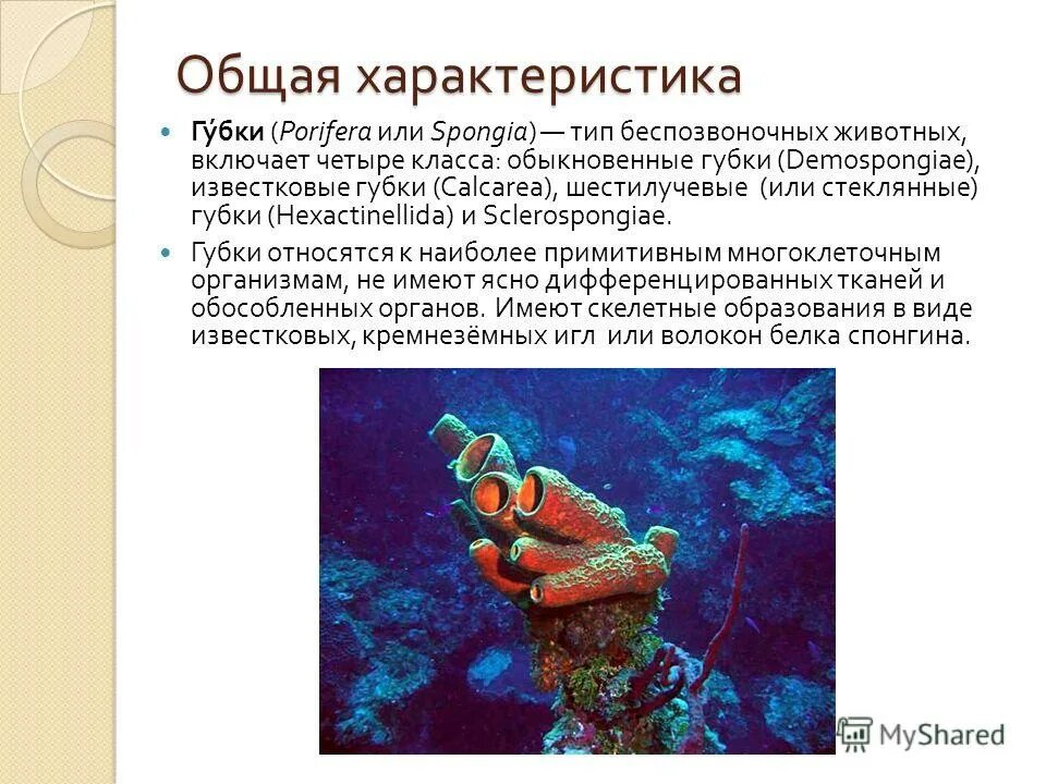 тип губки общая характеристика. общая характеристика губок. тип губки 7 класс биология общая характеристика. тип губки общая характеристика. характеристика типа губки.