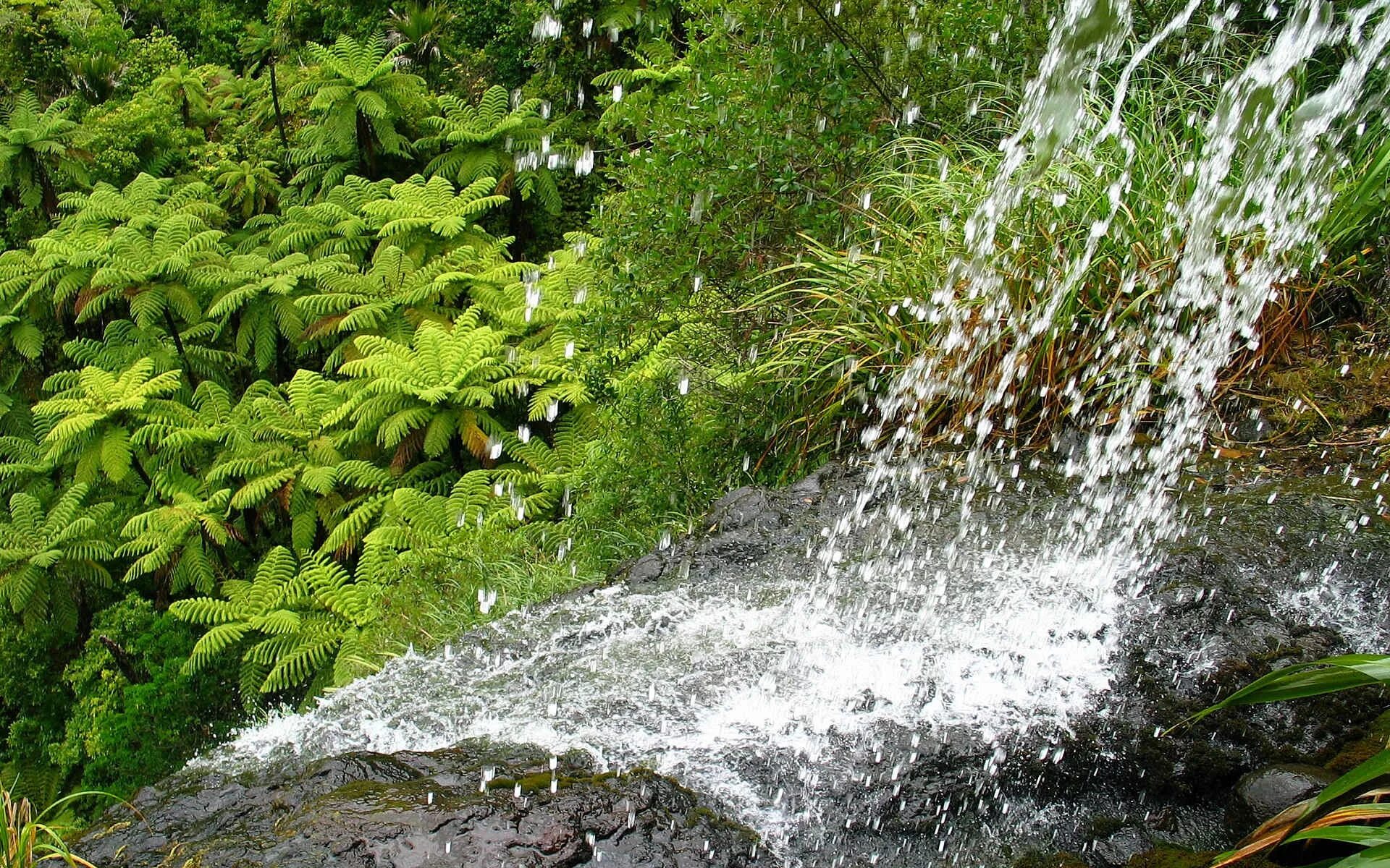 Родник растение. Вода ручей. Брызги водопада. Водопад дождь. Ручей водопад.