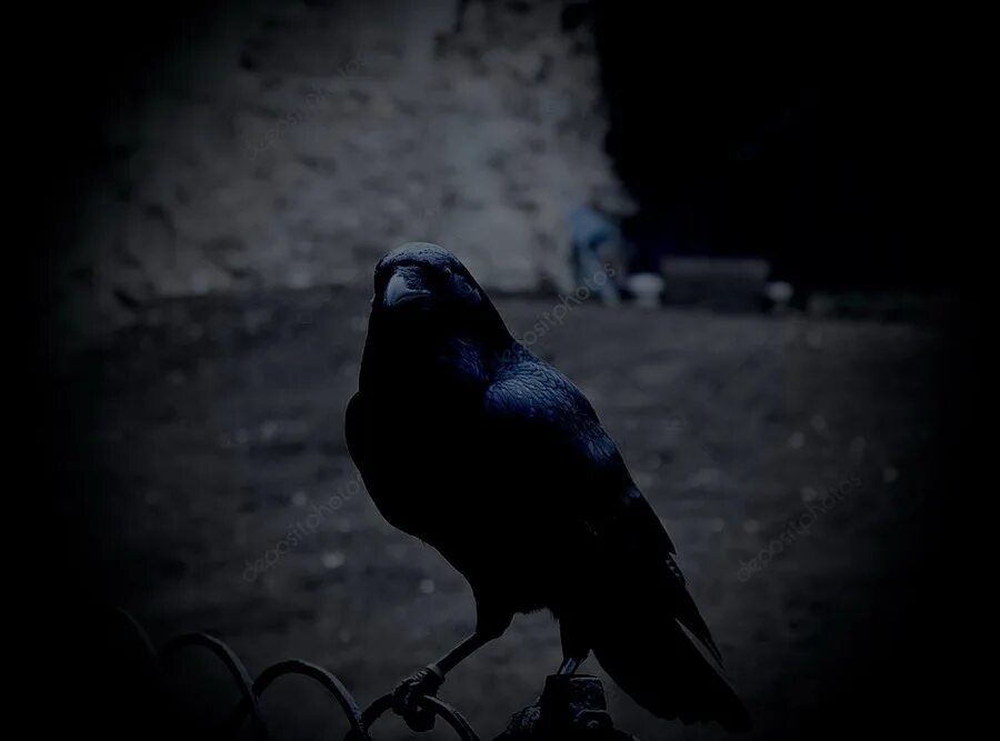 черный ворон. черные вороны. страшная ворона. черные вороны по порядку. ворон черно белый.