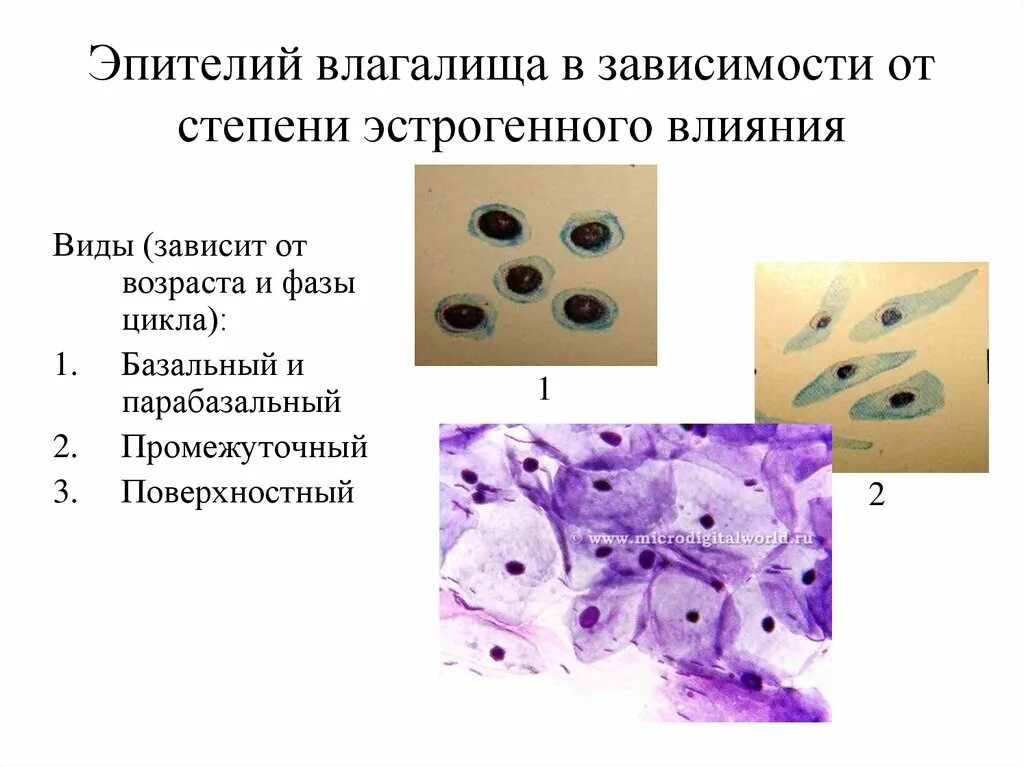 Плоский эпителий цитология. Клетки поверхностного эпителия. Базальный и парабазальный эпителий. Базальные клетки эпителия. Эпителий клетки цилиндрического эпителия слизь