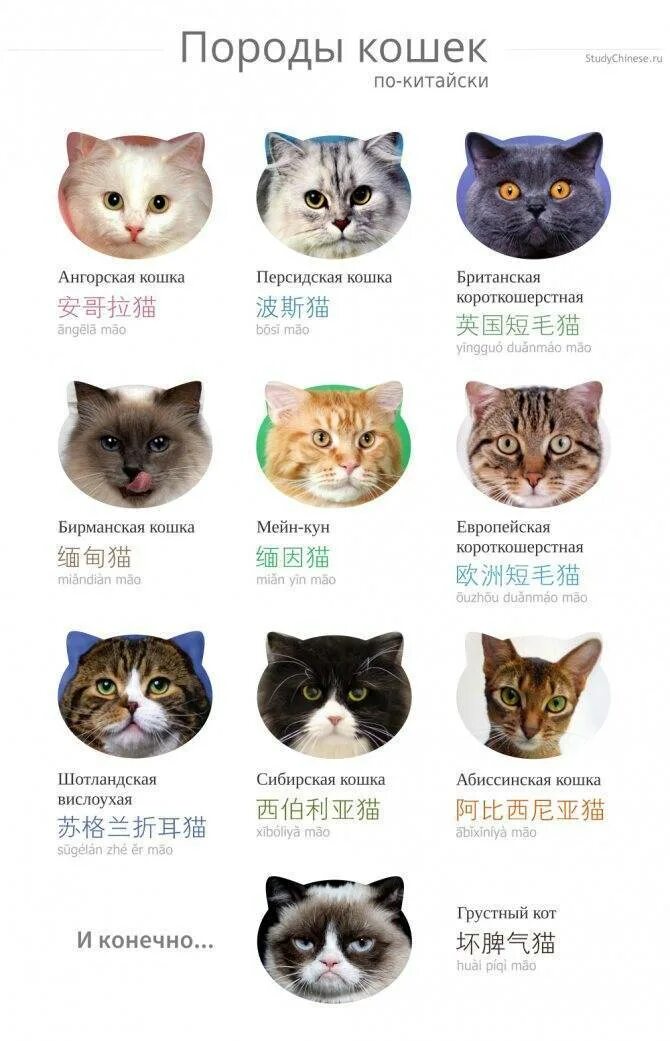 Породы кошек количество. Какие бывают породы кошек. Породы кошек таблица. Породы кошек с фотографиями и названиями. Название породистых кошек.