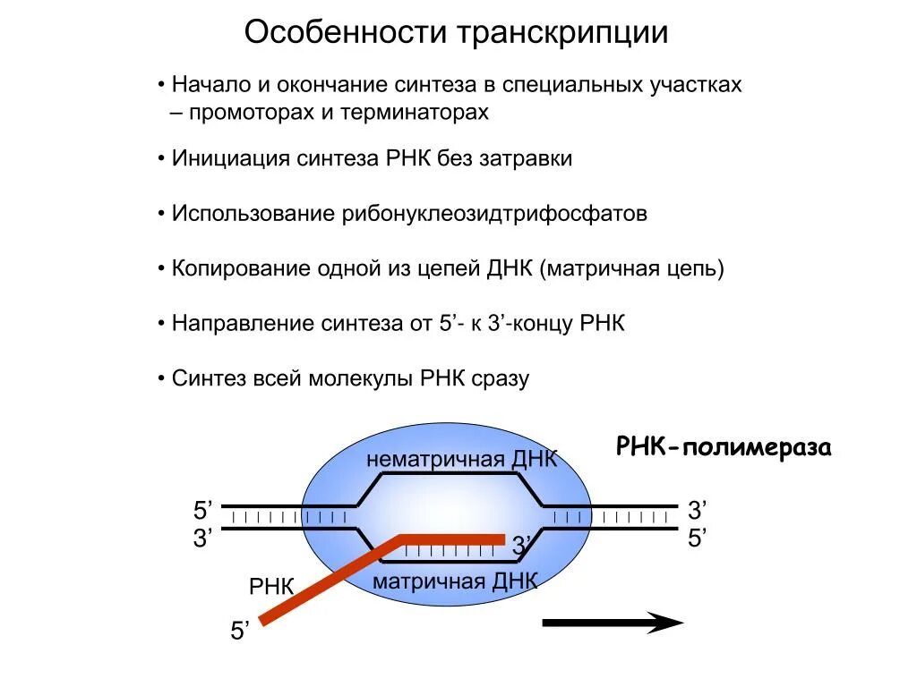 Транскрибируемая днк направление. Синтез РНК У прокариот. Инициация транскрипции у эукариот схема. Схема процесса транскрипции. Схема процесса транскрипции прокариот.