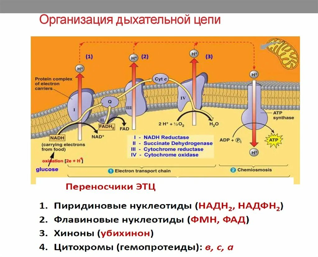 Упрощенная схема дыхательной цепи. Цепь переноса электронов в митохондриях схема. Комплекс v дыхательной цепи митохондрий. Дыхательная цепь переноса электронов АТФ.