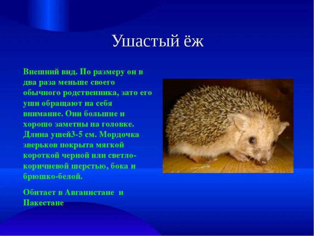 Ежик краткое содержание. Красная книга Ушастый еж описание. Ушастый ёж 4 класс окружающий мир. Ушастый ёж красная книга. Доклад о ушастом еже.