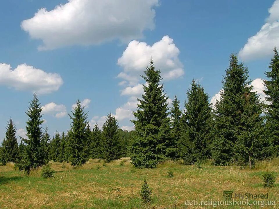 искусственные лесные насаждения. сибирская пихта подлесок. елочка в зимнем лесу. питомник елок. дерево елочкой.