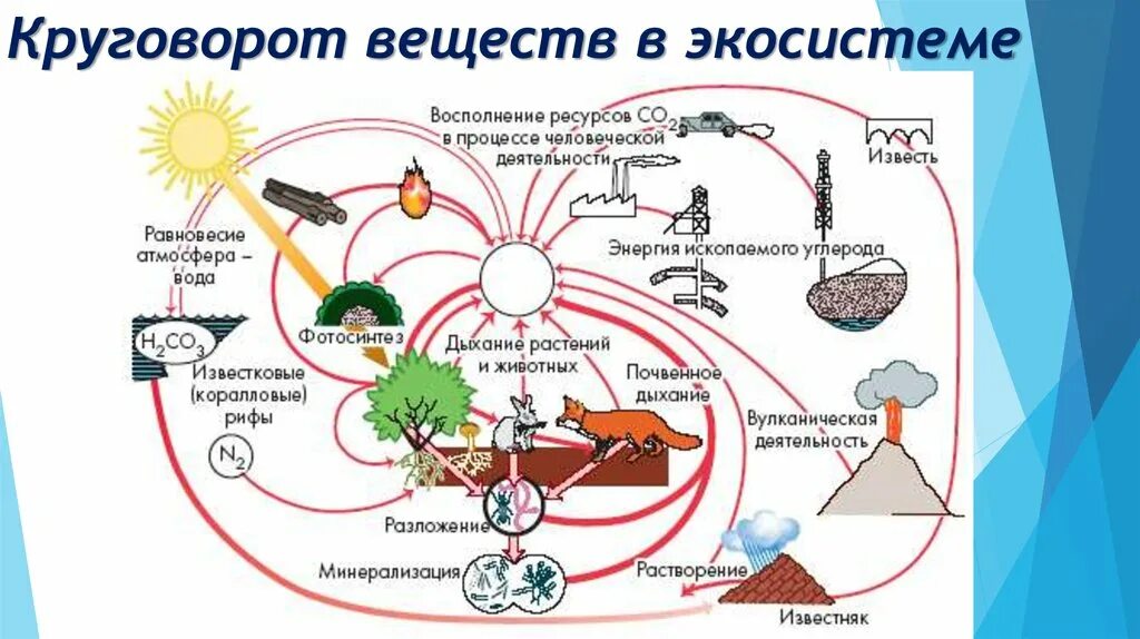 Биогеохимические циклы круговорот углерода в природе. Схема биологического цикла. Биохимический цикл рисунок. Биогеохимический цикл углерода схема.