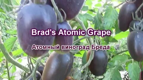 Сорт томатов атомный виноград бреда описание