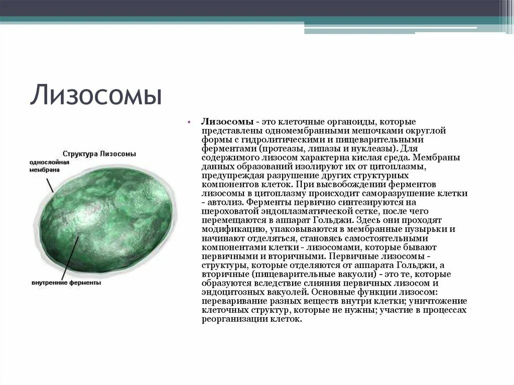 7 лизосомы. Строение растительной клетки лизосомы. Лизосомы строение и функции рисунок. Лизосомы в растительных клетках. Функции лизосом в растительной клетке.