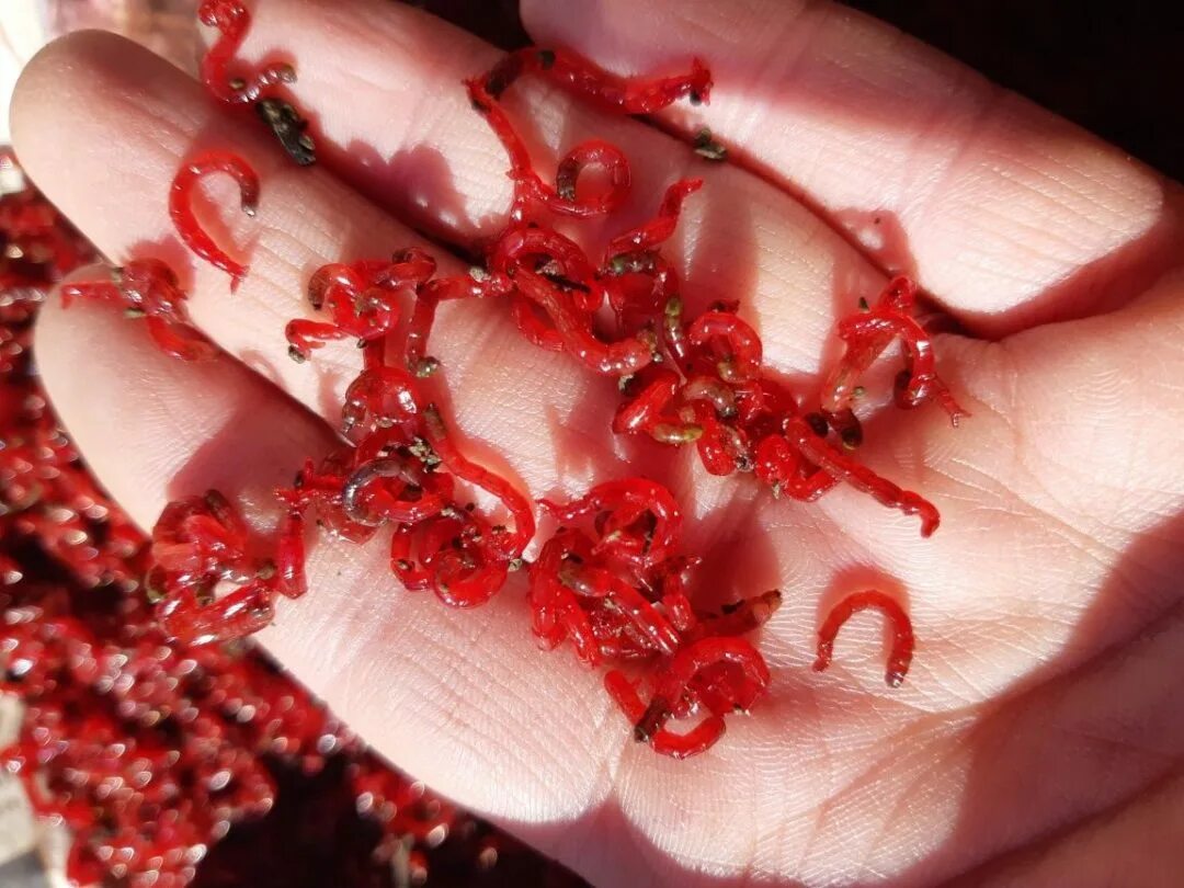 Мотыль. Личинки комаров малинка. Малинка личинка комара. Мотыль уральский крупный (10гр. Мотыль.