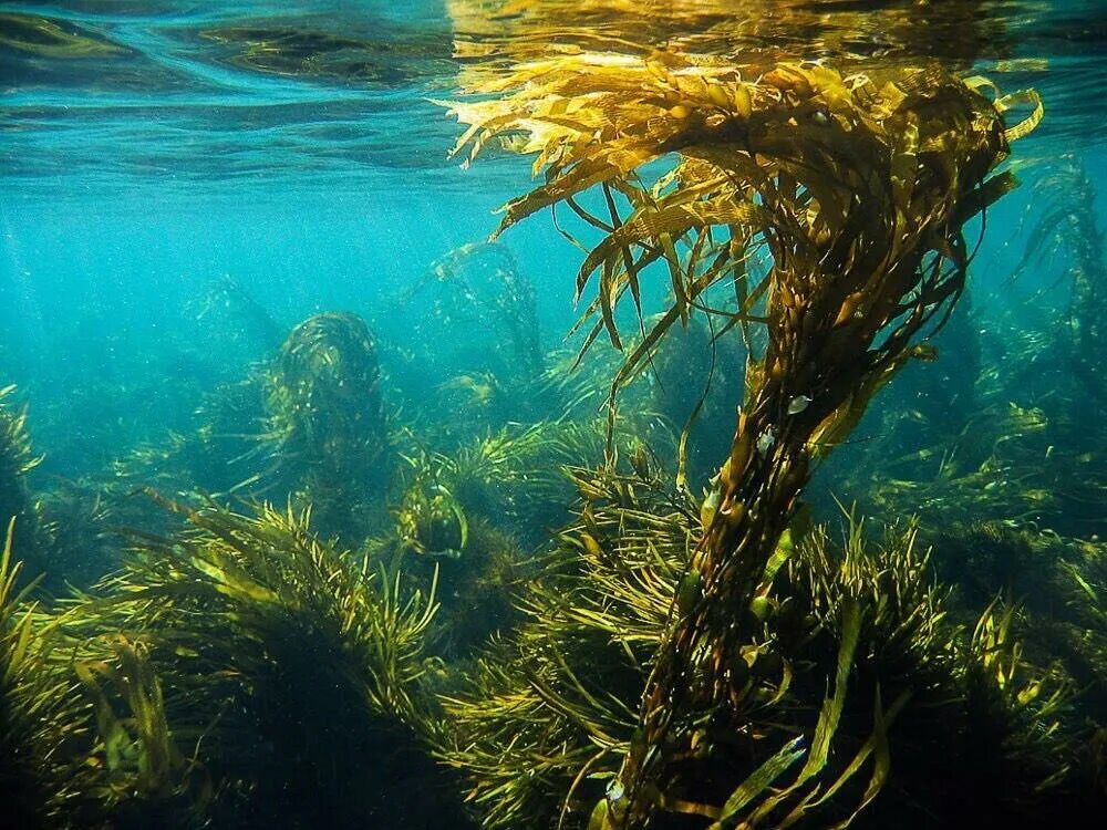 Бурые водоросли ламинария. Морская капуста ламинария. Морской ламинария бурая водоросль. Морская капуста – Laminaria.