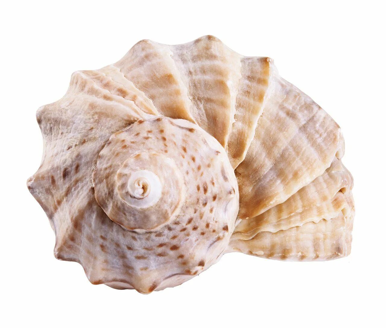 Shells born