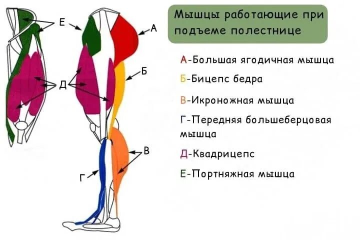 Мышцы при ходьбе по лестнице. Ходьба по лестнице какие мышцы. Ходьба по лестнице какие мышцы работают. Тренажер лестница какие мышцы работают. Мышцы при ходьбе по лестнице. Ходьба по лестнице какие мышцы. Ходьба по лестнице какие мышцы работают.