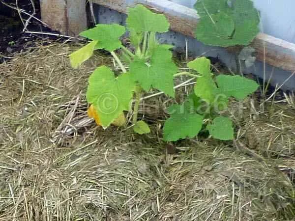 подкормить кабачки в июне. подкормка кабачков в открытом. подкормить кабачки в июне. кабачки. подкормить кабачки в июне.