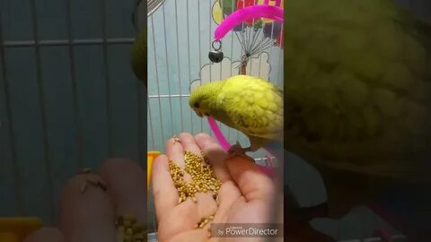 Как приручить попугаю