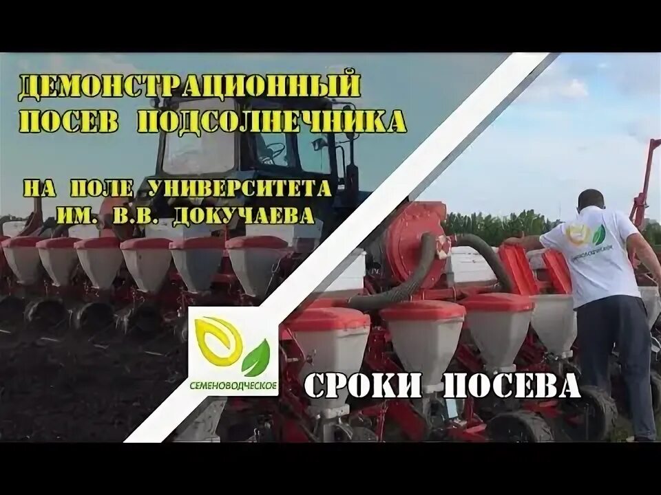 При посеве подсолнечника на 1000. Посев подсолнечника. подсолнечник бинарные посевы. семена подсолнечника для посева. сроки посева подсолнечника.