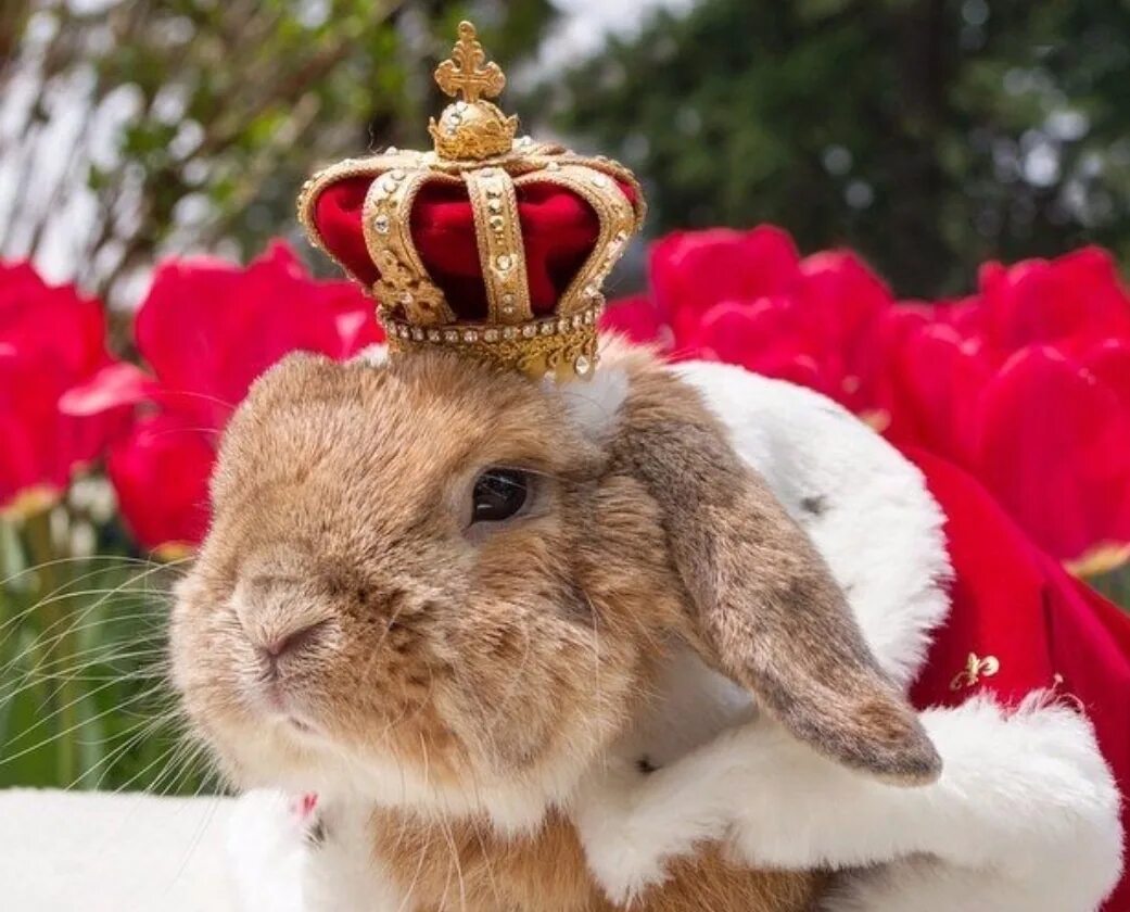 24 год год кролика. Кролик в короне. Королевский кролик. Красивый кролик. Нарядный кролик.