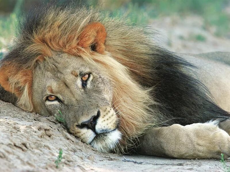 львы молчаливы. надо быть спокойным. мужчина лев молчит. лев принимает решение. мужчина должен быть спокойным львом.