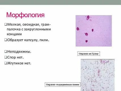 Полиморфная палочка