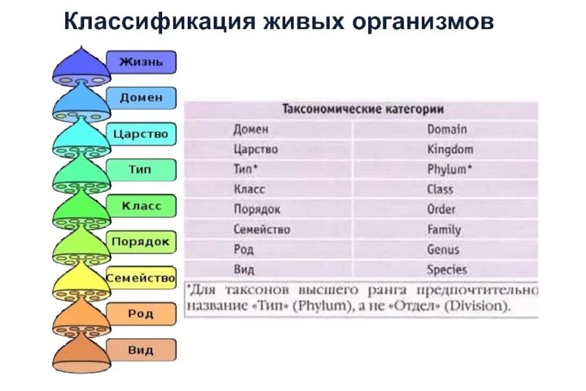 Домен таксон. Современная классификация живых организмов таблица. Современная система классификации организмов. Классификация живых организмов схема. Классификация живыхоргнизмов.