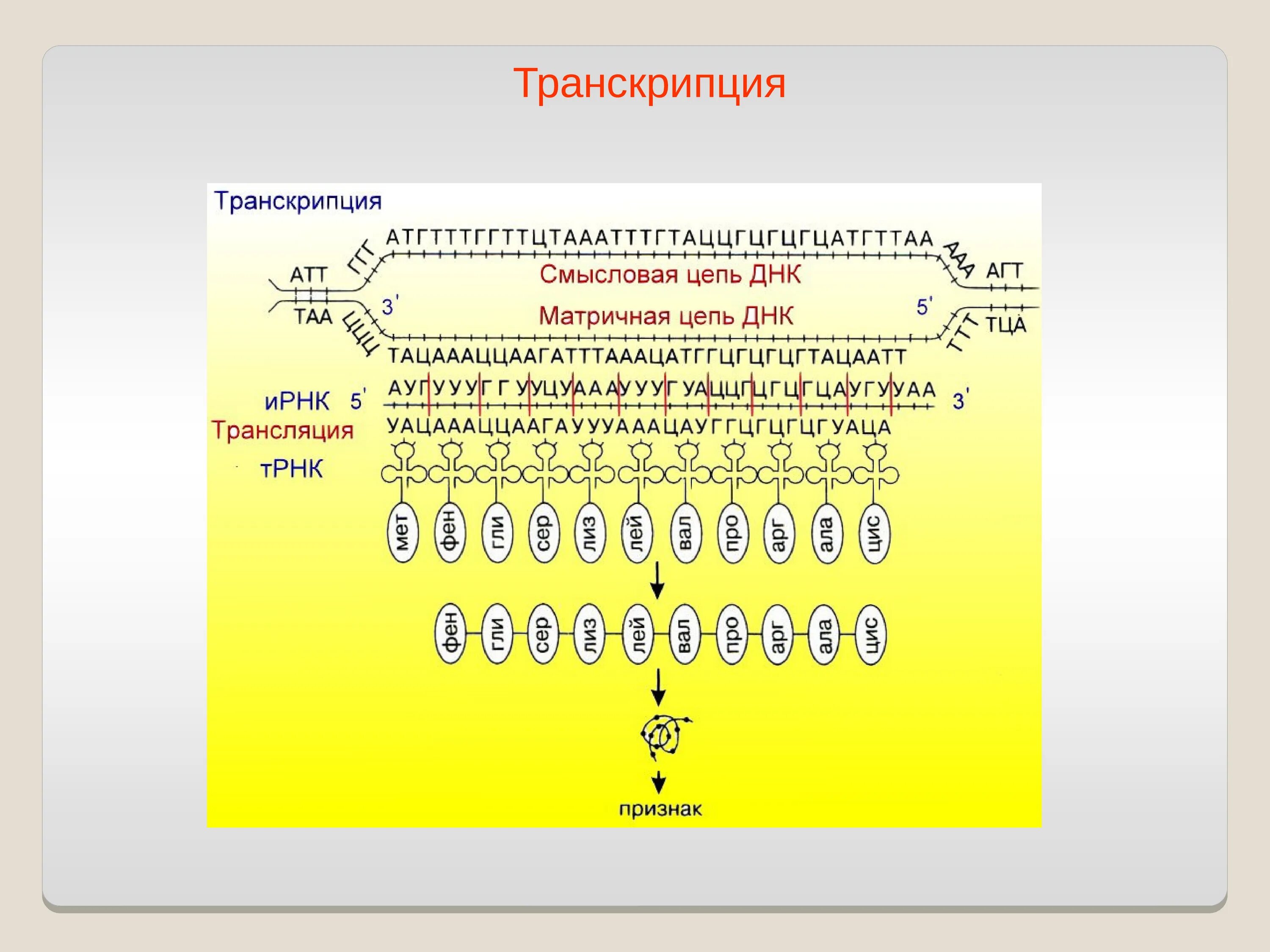 Матричная и транскрибируемая днк. Матричная транскрибируемая цепь ДНК. Матричная и смысловая цепь ДНК. Задачи на транскрипцию.