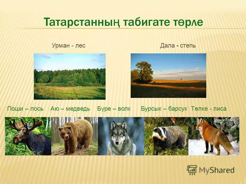 что это за урман выбери правильный ответ