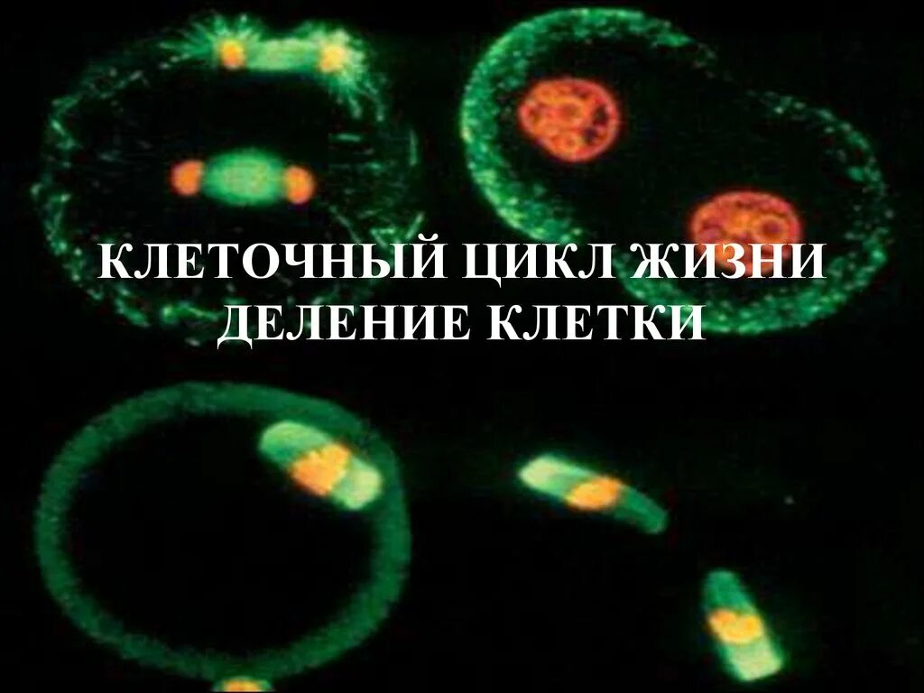 Жизнь клетки. Цикл жизни клетки. Зарождение жизни деление клетки. Жизнь клетки с момента ее появления. Жизнь клетки до ее деления