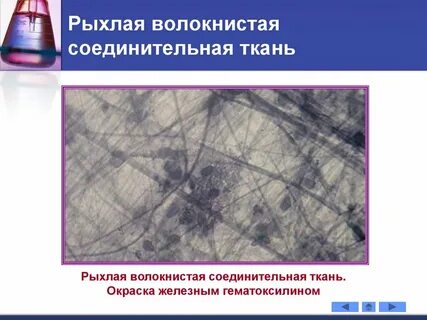 Какие ткани рыхлые