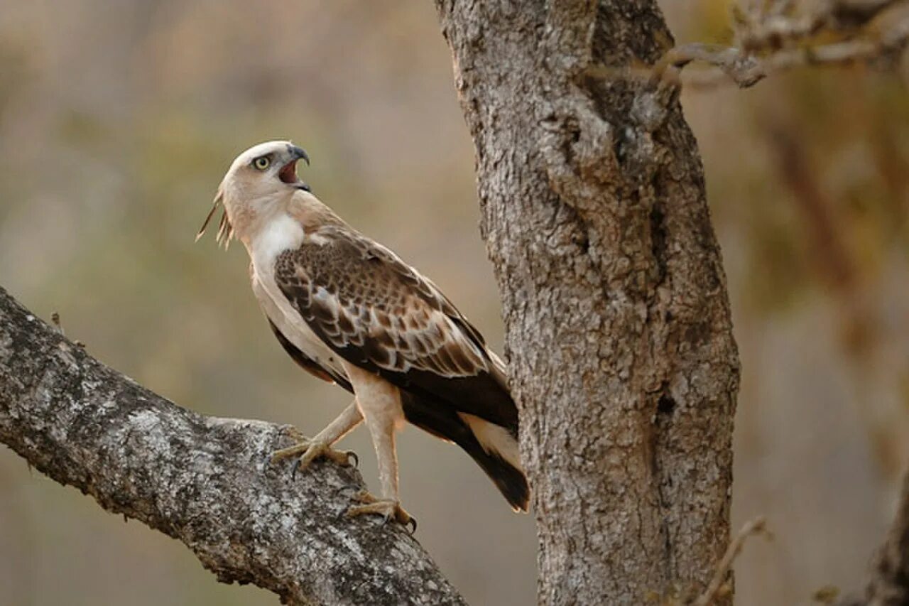 Hawk eagle