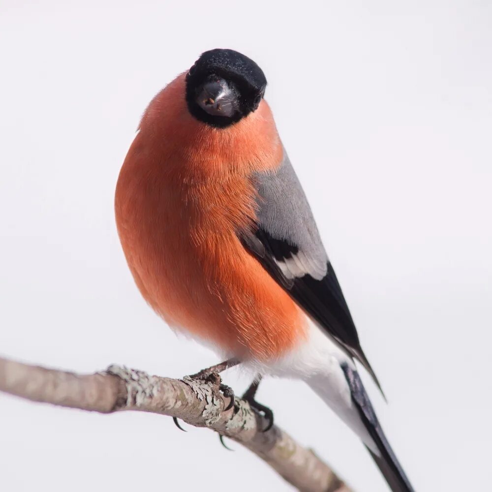 голос снегиря. дмитриев снегири. голова снегиря. пение снегиря. жирный снегирь.