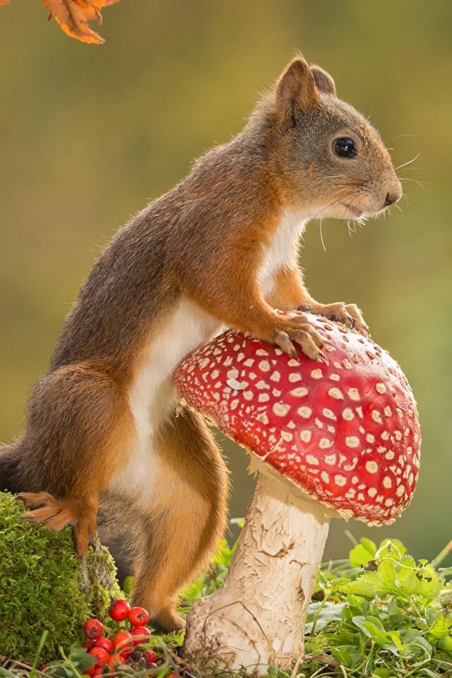 какие животные есть летом. еж обыкновенный питается. белка летом. дикие животные весной. соня орешниковая и лесная.