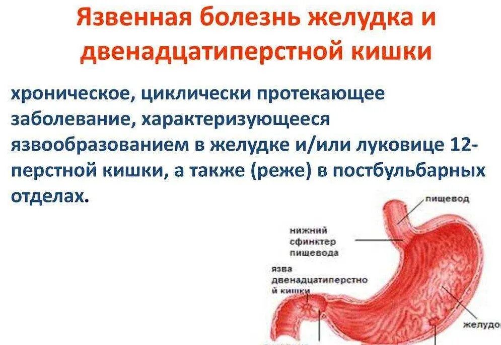 Как изменяется пища в двенадцатиперстной кишке