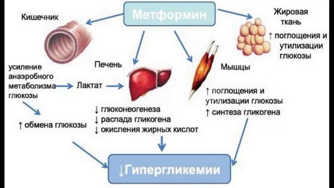 Печень сахар в крови. Механизм действия метформина схема. Метформин механизм действия схема. Механизм действия метф. Механизм действия препарата метформин.