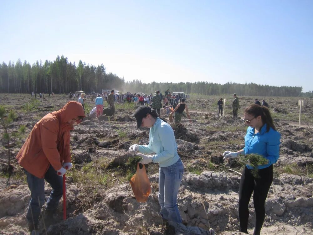 департамент лесного хозяйства тюменской области фото. лесное хозяйство тюменской. лесничество тюменского района. тобольское лесничество. лесное хозяйство тюменской.