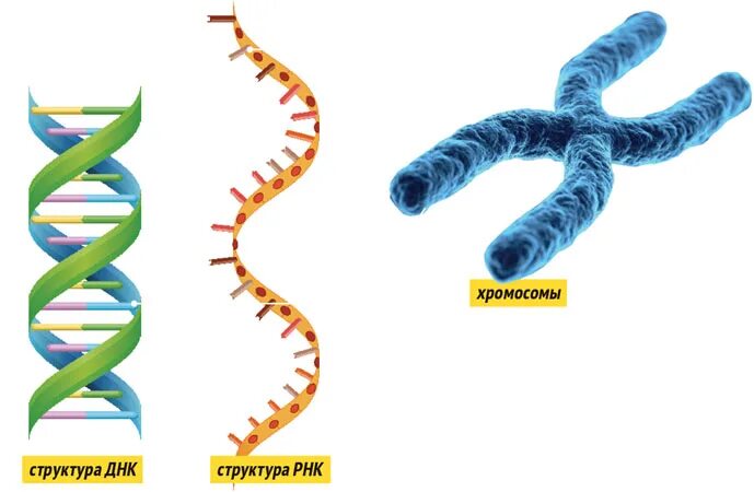 ДНК И хромосомы. Строение ДНК И хромосом. Генетические хромосомы. Молекулы ДНК В хромосоме.