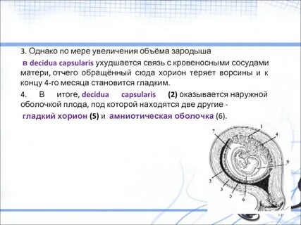 Оболочка зародыша 6