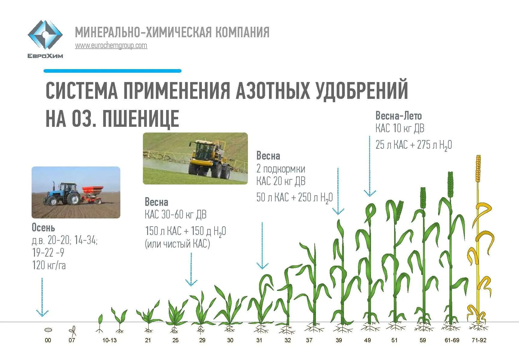 Урожайность внесении удобрений. Нормы подкормки КАС 32 озимой пшеницы. Подкормка озимой пшеницы удобрениями. Фазы развития озимой пшеницы. Удобрение Яровой пшеницы схема.