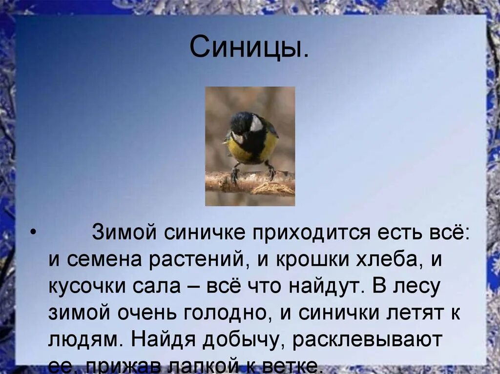 Синица зимующая. Описание синицы. Синица зимой рассказ. Как зимует синица.