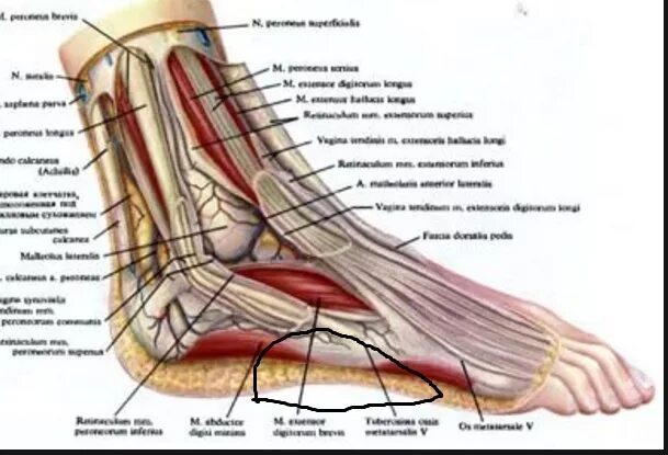 Болит стопа снизу. Стопа строение мышцы связки сухожилия. Мышцы ступни снизу схема. Строение стопы ноги человека снизу. Мышцы ступни человека анатомия и связки.