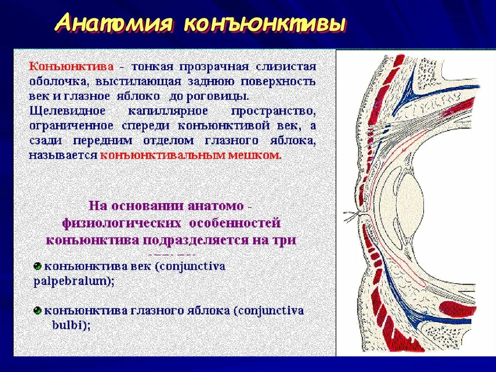 Век офтальмология. Строение конъюнктивы бульбарная. Конъюнктива строение и функции. Строение глаза анатомия конъюнктива. Конъюнктива глазного яблока анатомия.