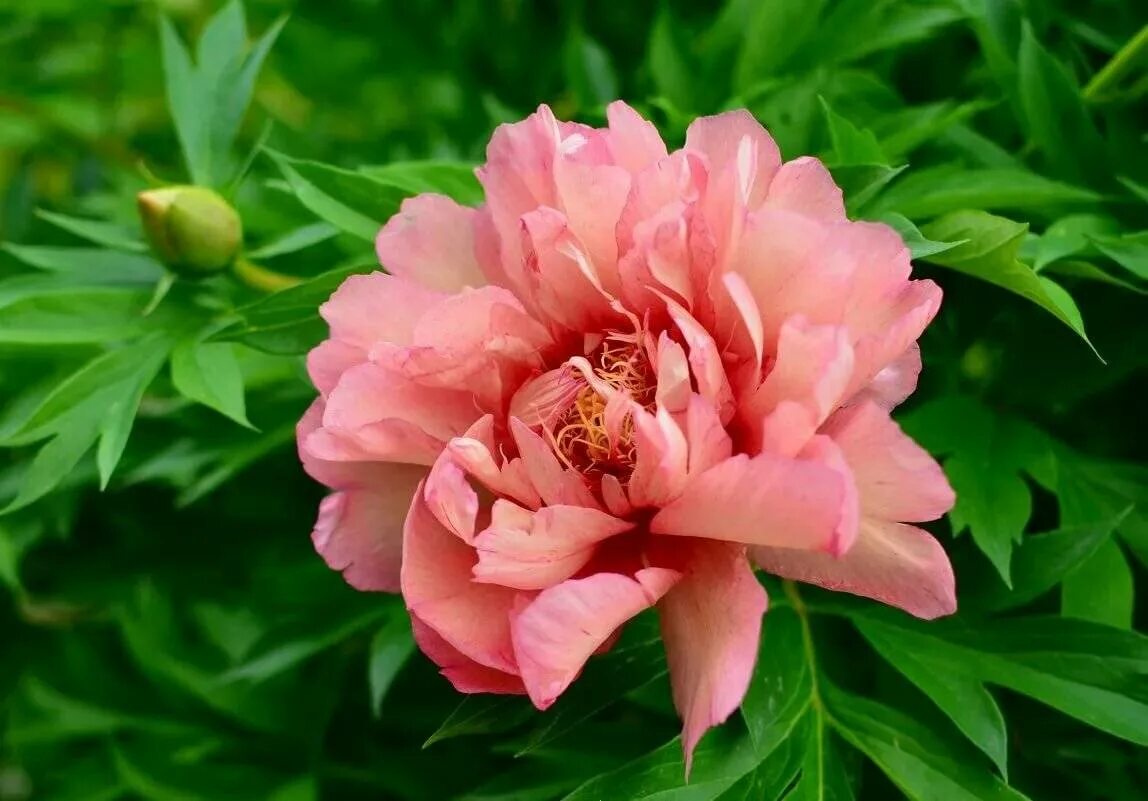 Пионы какое время года. Пион древовидный suffruticosa. Пион Paeonia. Древесный пион. Пион кустарниковый.