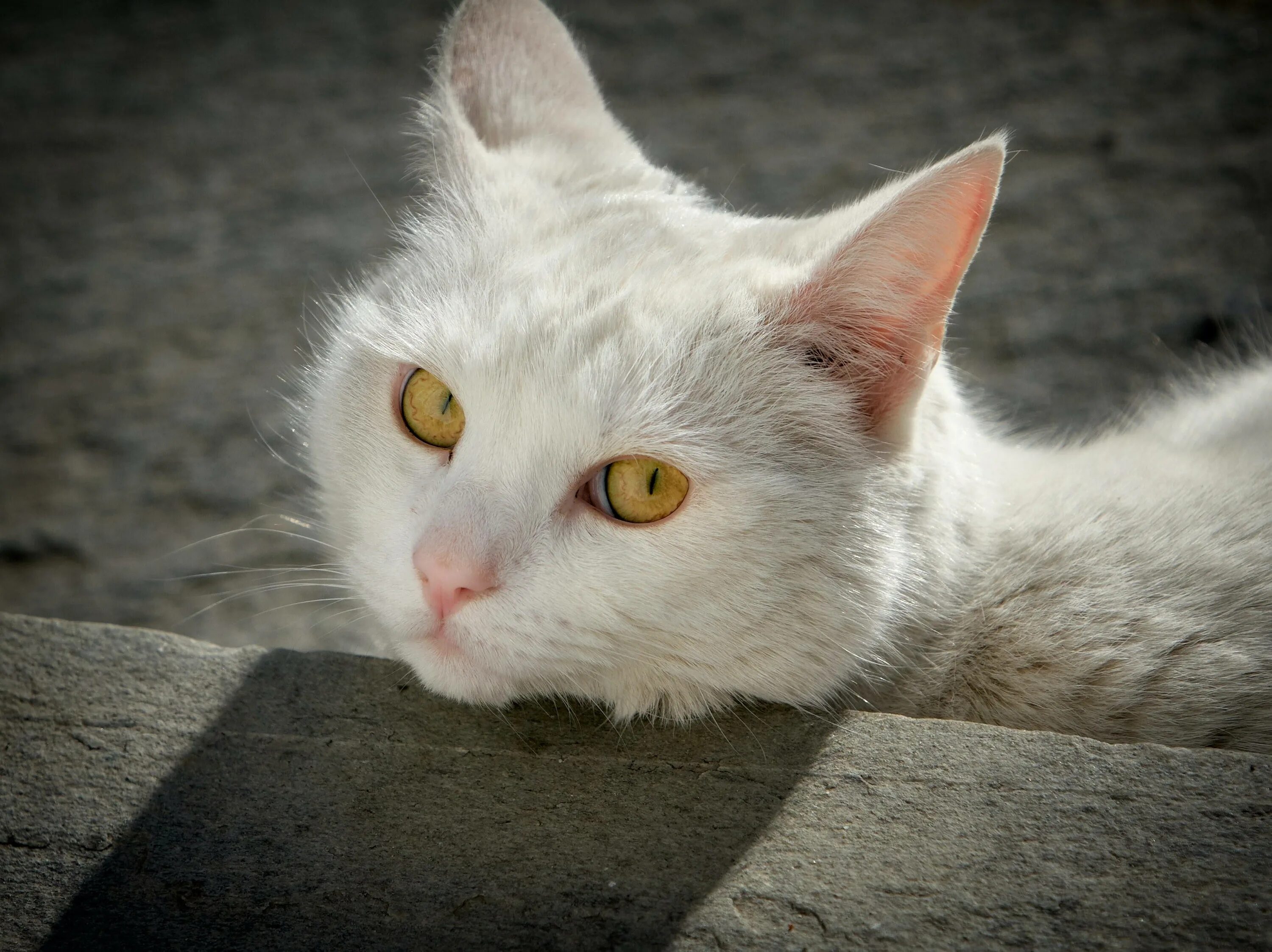 Кот с желтыми глазами порода. Кошка с желтыми глазами. Кошка белая. Белая кошка с желтыми глазами. Белый кот с желтыми глазами.